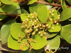 Syzygium elliptifolium