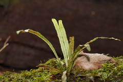 Notogrammitis angustifolia