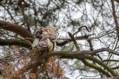Accipiter gentilis