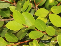 Syzygium elliptifolium