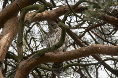 Accipiter gentilis