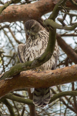 Accipiter gentilis