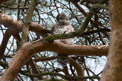 Accipiter gentilis