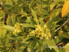 Anodendron affine