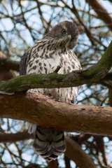 Accipiter gentilis
