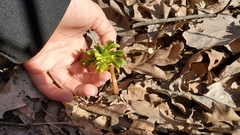Corydalis cava marschalliana