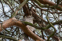 Accipiter gentilis