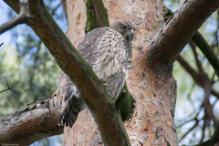 Accipiter gentilis
