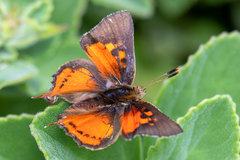 Axiocerses croesus