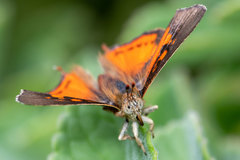 Axiocerses croesus