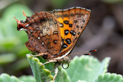 Axiocerses croesus