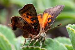 Axiocerses croesus