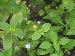 Mecardonia procumbens