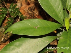 Monobolodes pernigrata