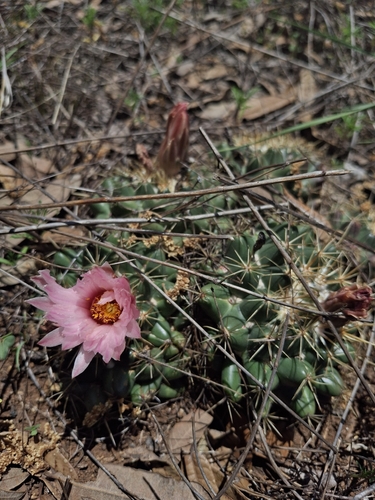 Coryphantha ottonis