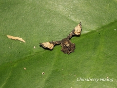 Monobolodes pernigrata