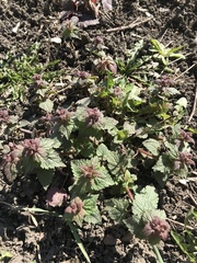 Lamium maculatum