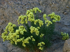 Limonium chrysocomum