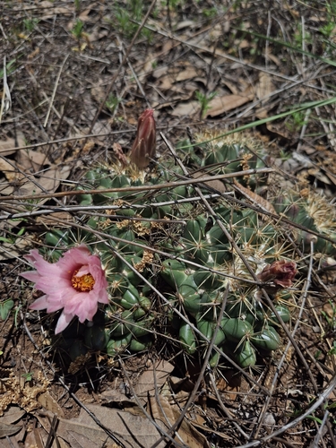 Coryphantha ottonis