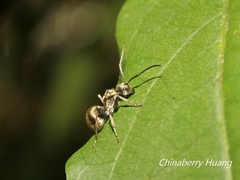 Polyrhachis wolfi