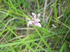 Allium roseum