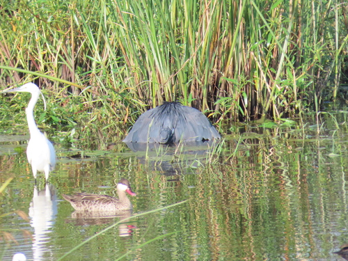 iNaturalist image