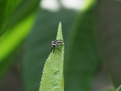 Carrhotus coronatus