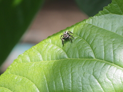 Carrhotus coronatus