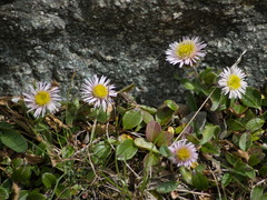 Erigeron nivalis