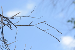 Dendrobium herbaceum