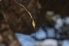 Dendrobium herbaceum