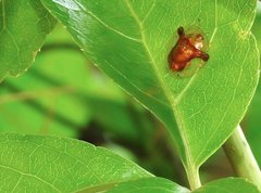 Aspidimorpha furcata