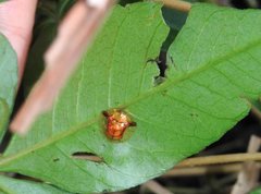 Aspidimorpha furcata