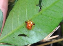 Aspidimorpha furcata