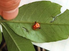 Aspidimorpha furcata