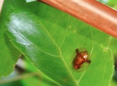 Aspidimorpha furcata