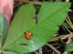 Aspidimorpha furcata