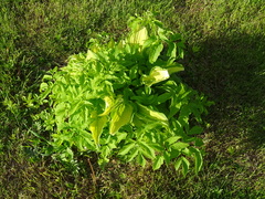 Aegopodium podagraria