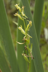 Platanthera tipuloides