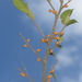 Ficus tinctoria gibbosa - Photo no hay derechos reservados, subido por S.MORE