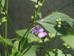 Campsomeriella