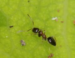 Plagiolepis vanderkelleni polita