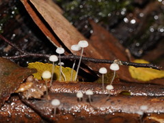 Mycena albidocapillaris