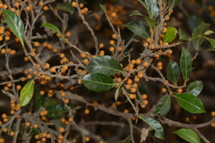 Ficus tinctoria gibbosa