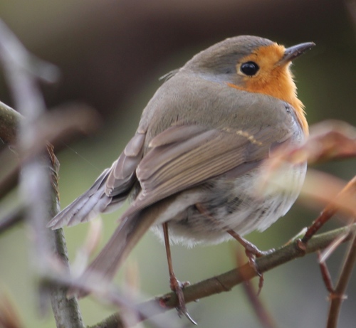 Petirrojo europeo (Erithacus rubecula)