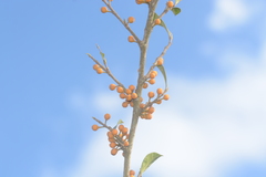 Ficus tinctoria gibbosa