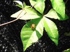 Aspidimorpha furcata