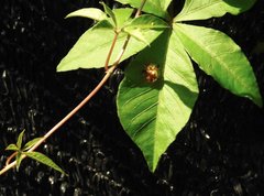 Aspidimorpha furcata