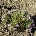 Asterothamnus - Photo (c) Pyak Andrei, algunos derechos reservados (CC BY-NC), subido por Pyak Andrei