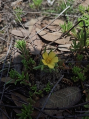 Portulaca halimoides, photograph (c) Jose Manuel Ramos Martinez, some rights reserved (CC BY)